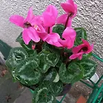 דירה Casa L'acerone *