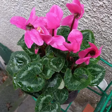 Appartamento Casa L'acerone *